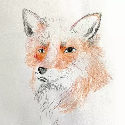 a coloured pencil sketch of a red fox. The fox is three quarters side on, he is looking serious and noble. 